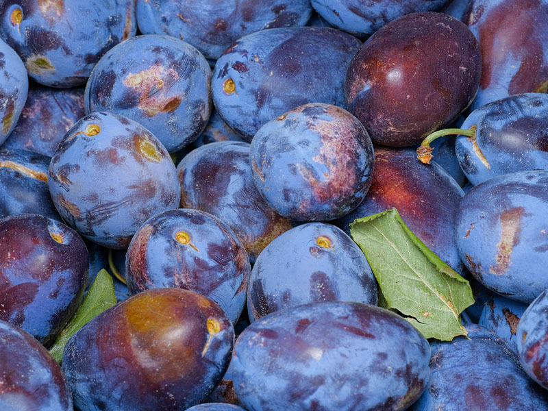 Klasik Şeker Ölçüsü