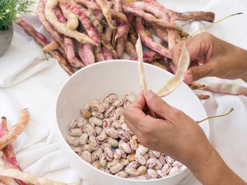 Malzemelerin Hazırlanması ve Barbunyaların Temizlenmesi