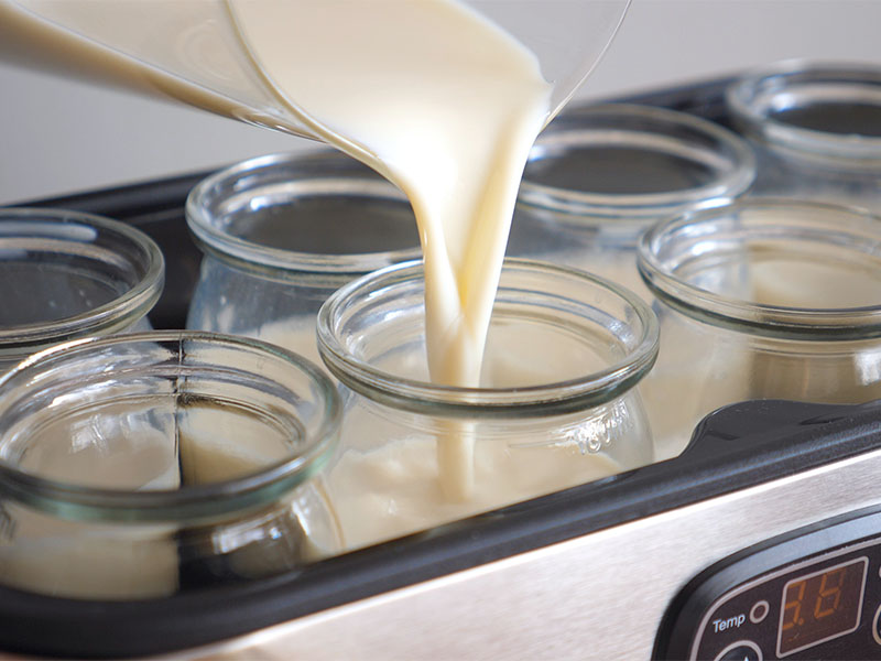 Jersey Sütünün Hazırlanması