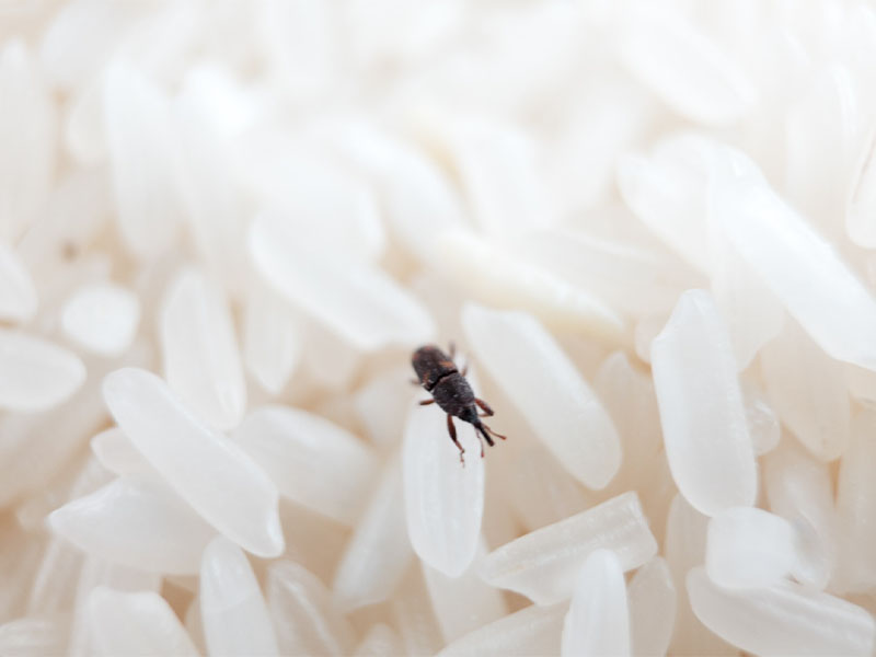 EVDE PİRİNÇ BİTİ OLDUĞU NASIL ANLAŞILIR?