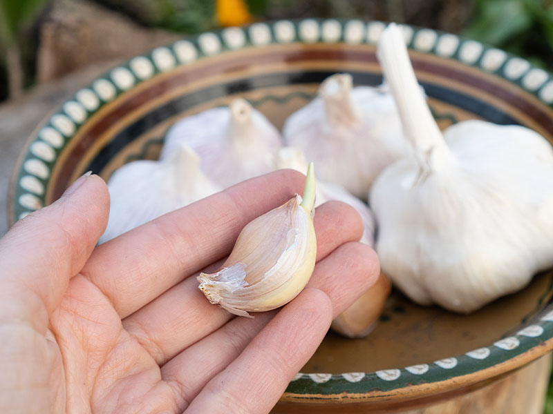 Doğru kesim ve hazırlık