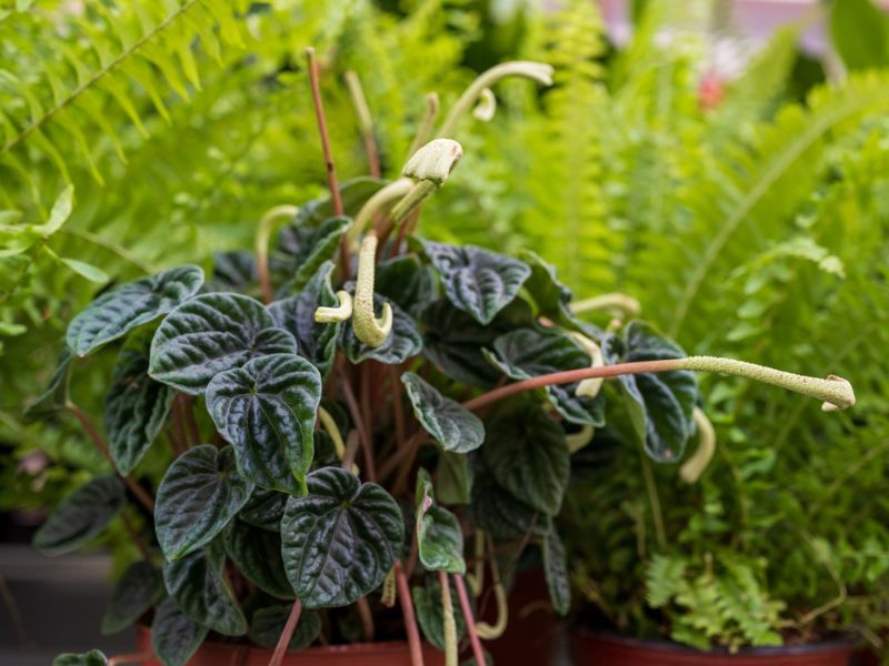 peperomia