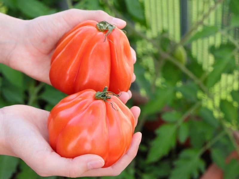 İtalya – Ligurya | 3.8