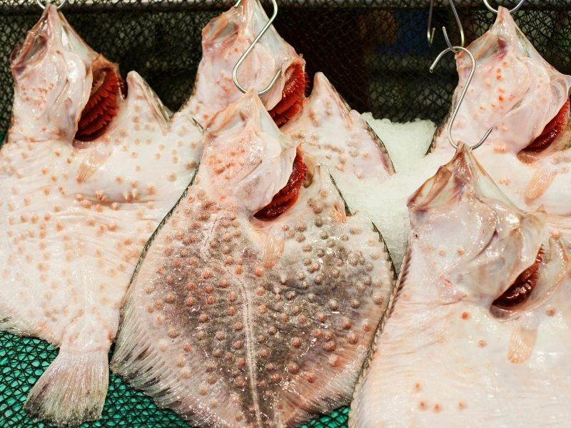 Ön Hazırlık Ve Kalkan Balığı Temizleme İncelikleri