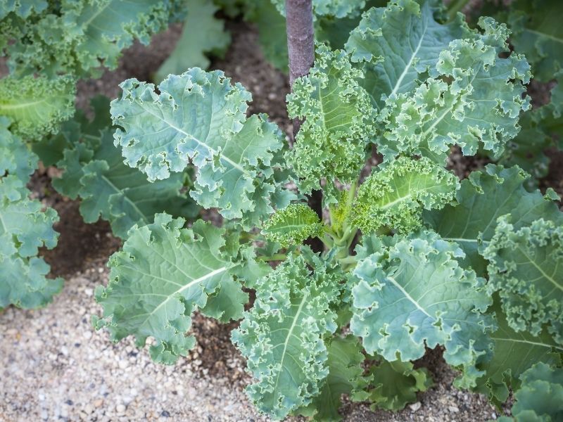 Sert Saplardan Arındırıp Temizleyin