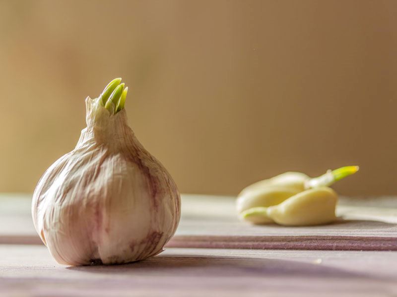 sarımsak