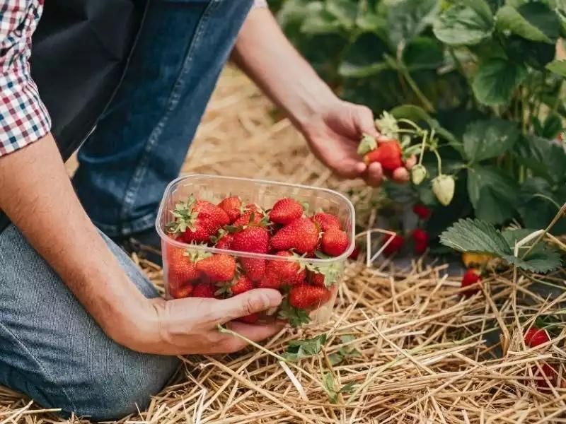 çilek toplamak