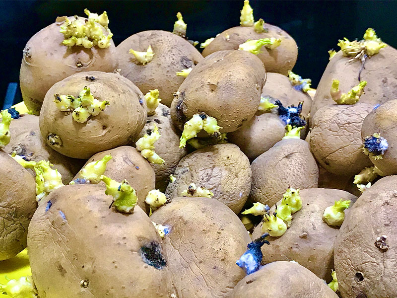 filizlenmiş patates