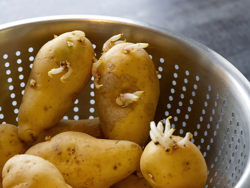 filizlenen patates