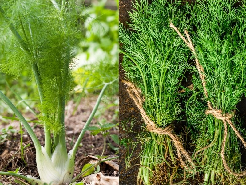 Arapsaçı Otu İle Dereotu Nasıl Ayırt Edilir? 