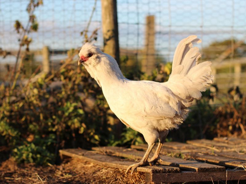 Araucana tavuğu