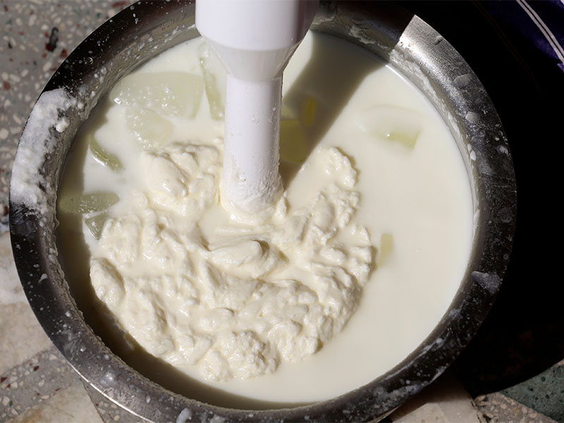 Jersey Sütünün Özelliğini Tanımak