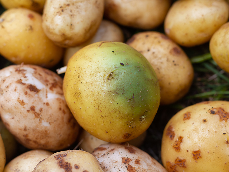 patates