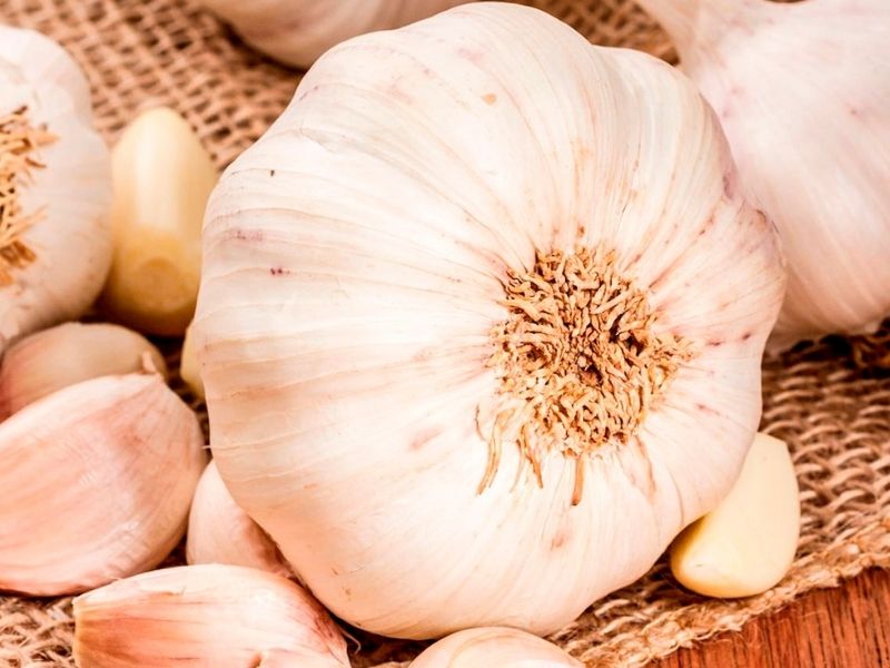 Ail Blanc de Lomagne (Fransa) – 3.8