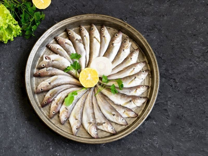 Kuzey Atlantik Mezgitleri