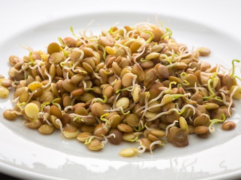 Filizlendirilmiş Yeşil Mercimek 
