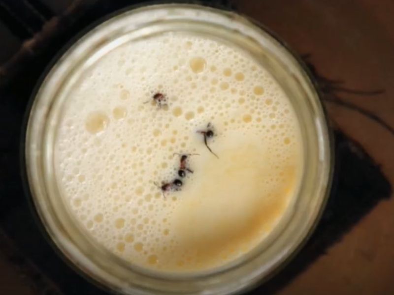 karınca fermantasyonu