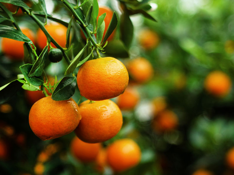 Mandalina alırken ağırlığına bakın