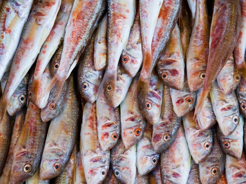 Barbunun Küçüğüne Ne Denir?