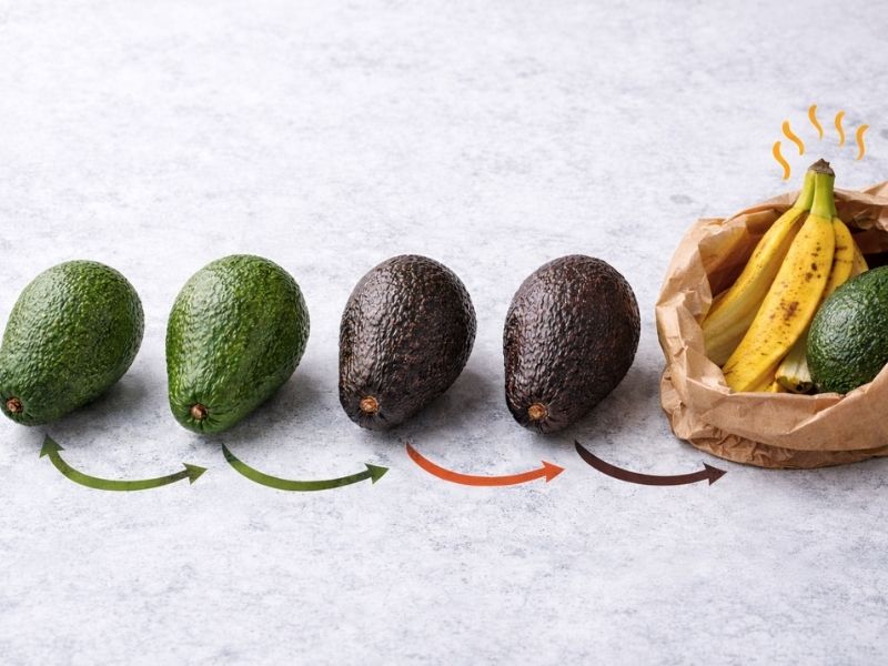 Avokadonun Olgunlaşma Süreci