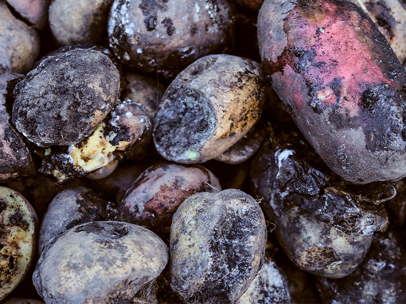 kararan patates