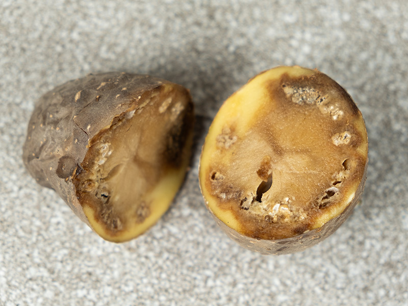 çürük patates