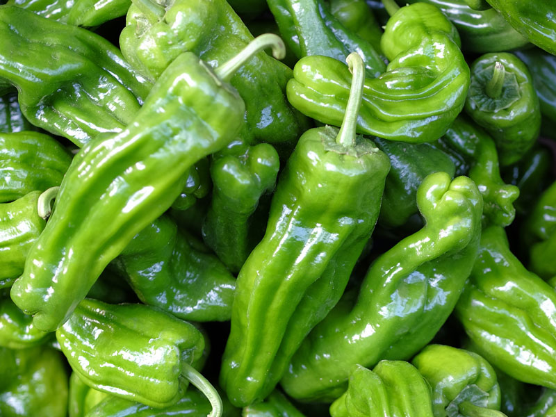 Yeşil Biber