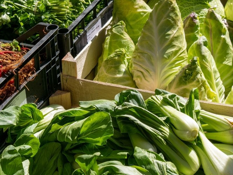 Su Kaybını Önleyen Nem Dengesi