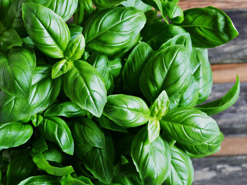 Fesleğenleri asla ıslak kullanmayın