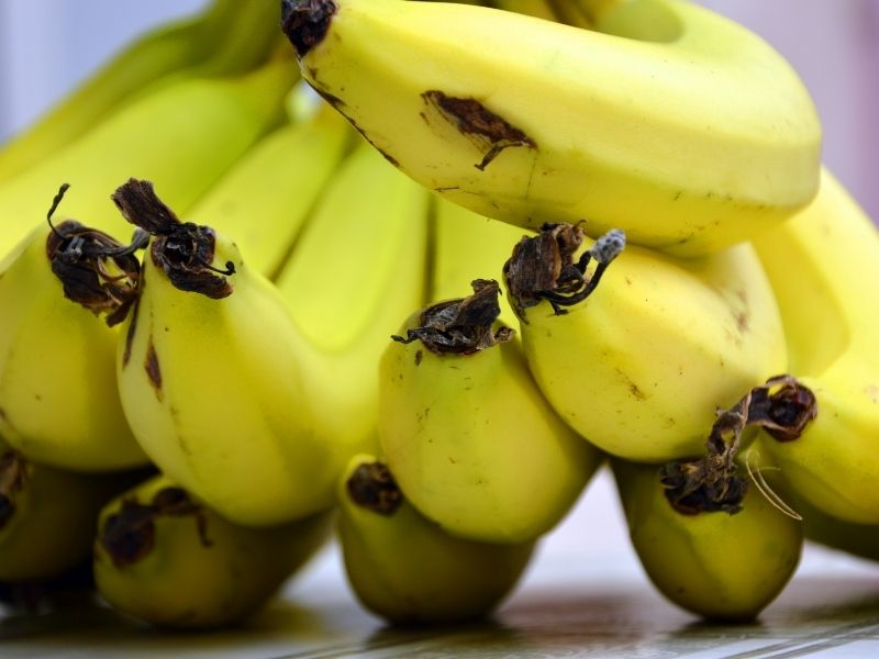 Sap Kısmının Sağlamlığı Ve Ezilme İzlerinin Kontrol Edilmesi