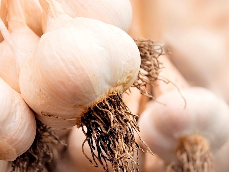 Aglio di Voghiera (İtalya) – 3.8