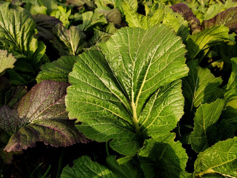 hardal yeşillikleri