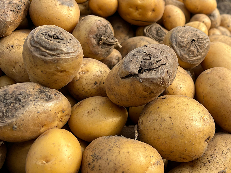 patates