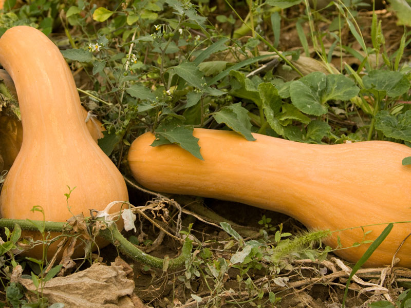 butternut balkabağı