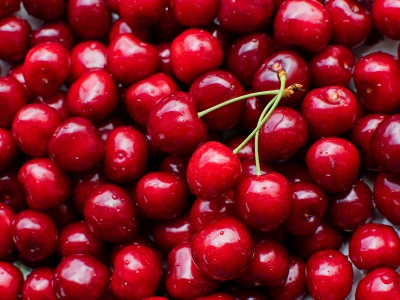 Sapı Kopmuş Kirazlardaki Gizli Bakteri Tuzağı 