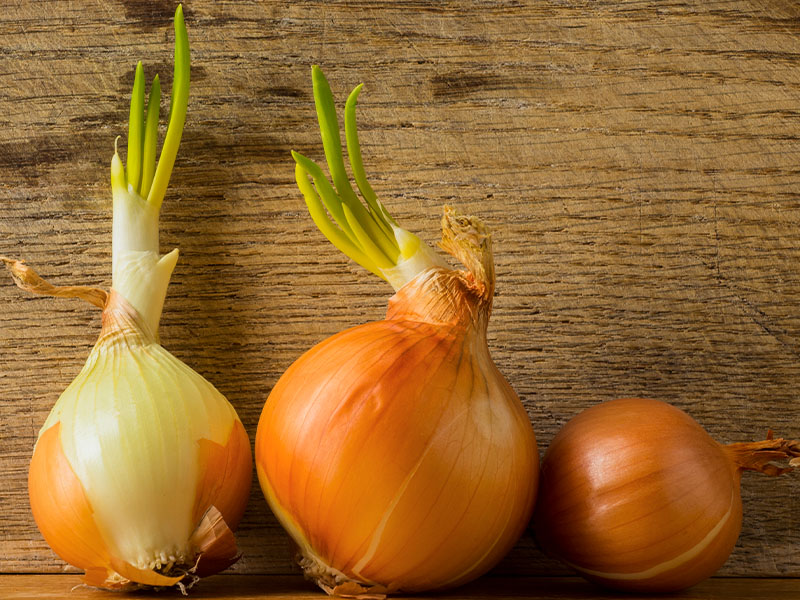 Soğanları Serin ve Kuru Bir Yerde Saklayın