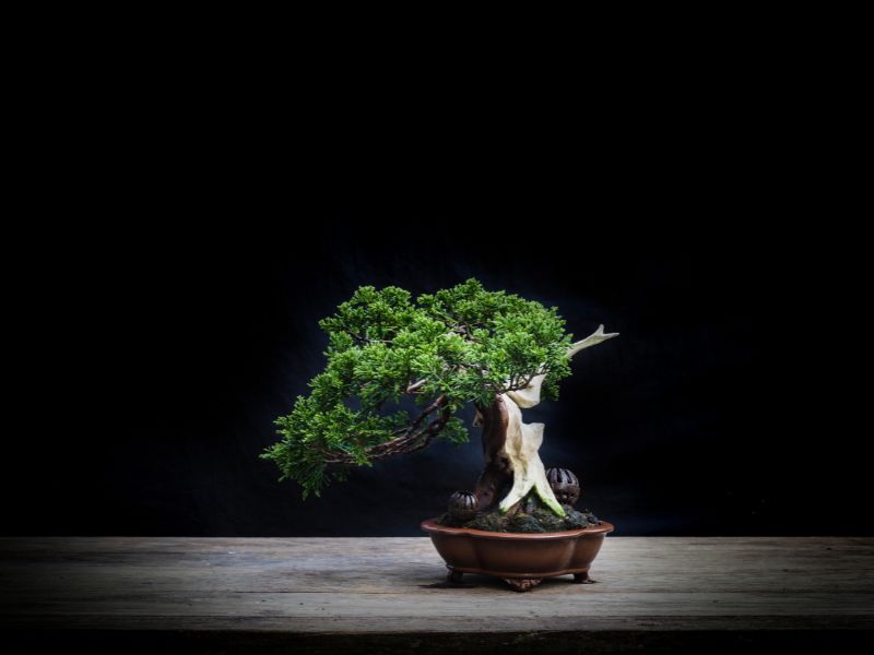 ardıç bonsai ağacı
