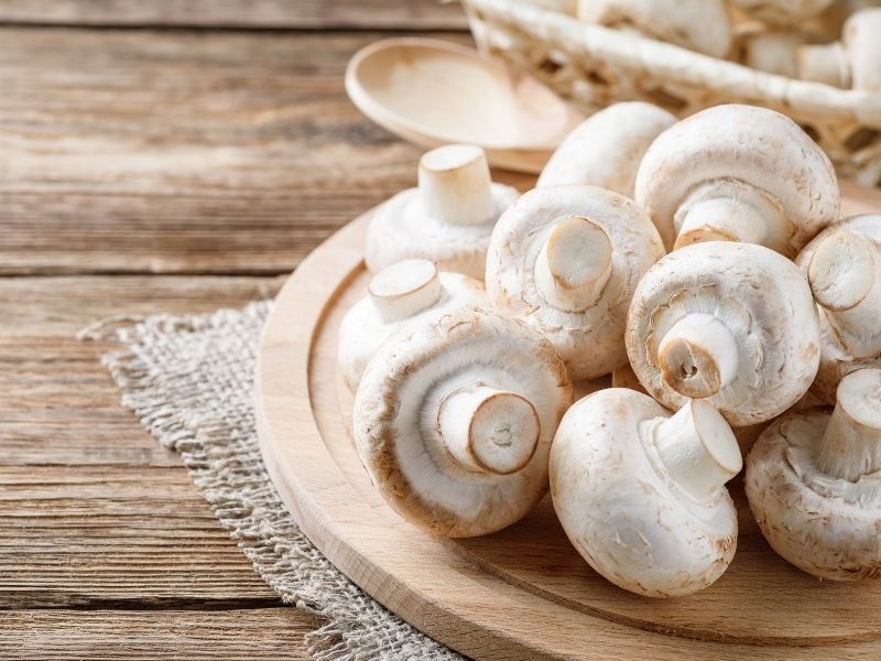 Mantarların Nefesini Kesen Malzeme Hatası