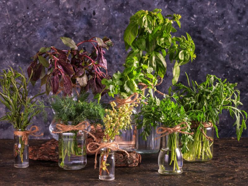 bitki karışımları