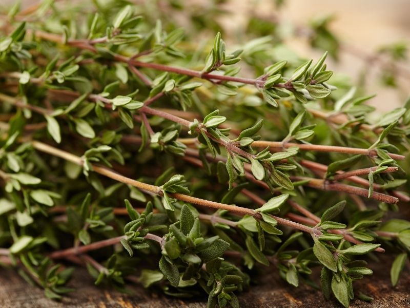 Mevsiminde Toplanmış Kekikleri Tercih Edin