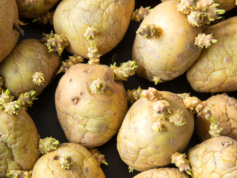filizlenen patates