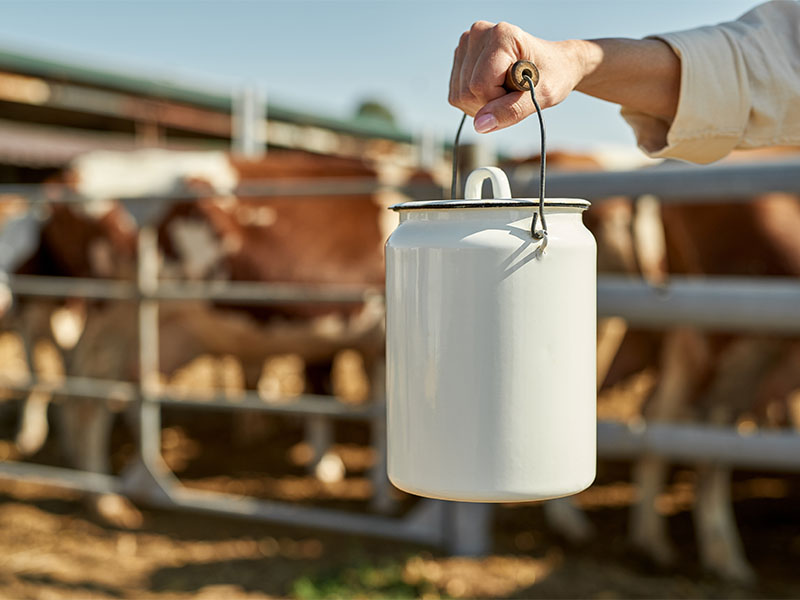 Süt kaynatma aşaması