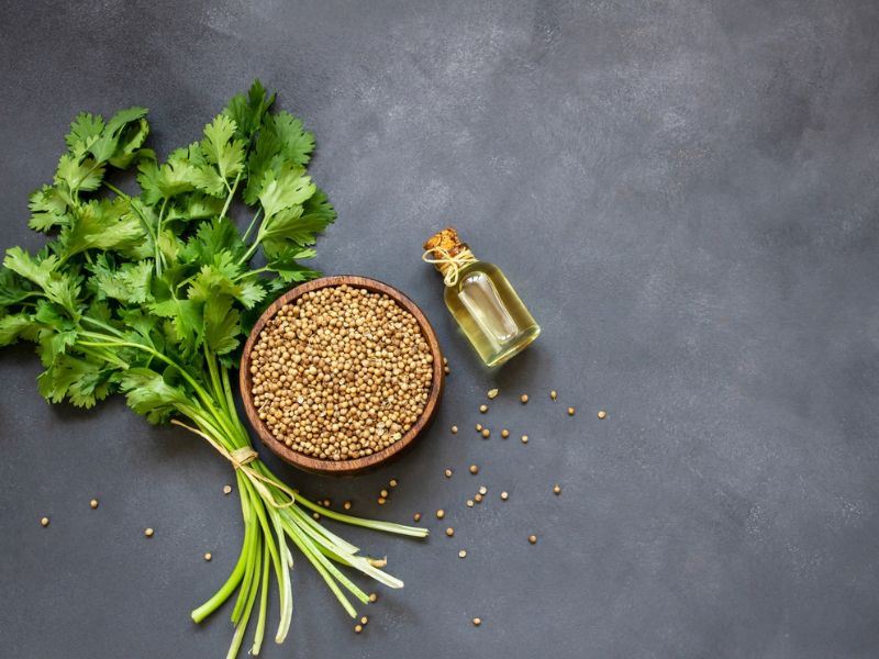 Kişniş Tohumu veya Tozu