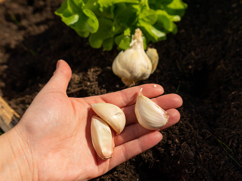 Doğru sarımsak seçimi