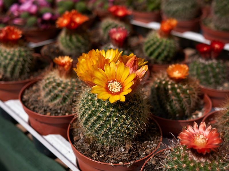 rebutia kaktüs