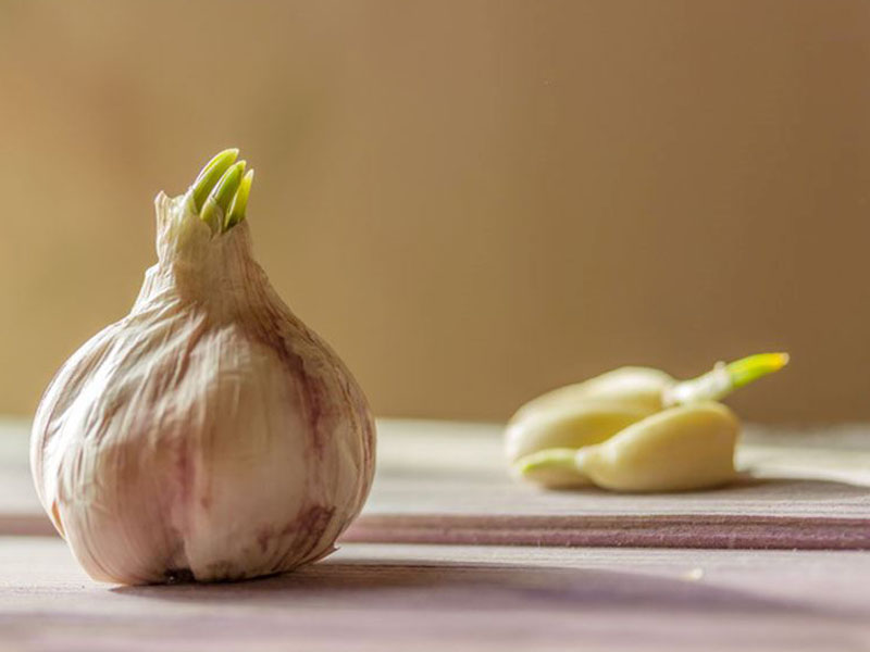 Jinxiang Da Suan (Çin) – 4.1