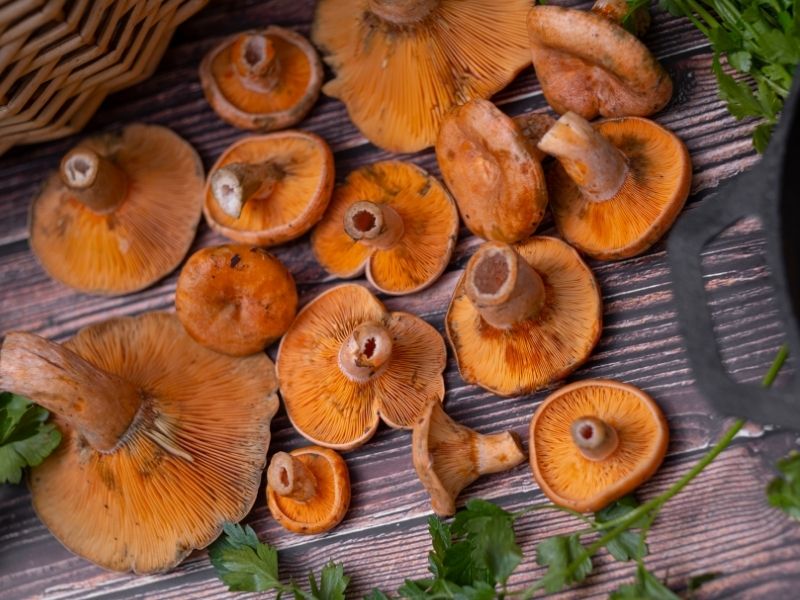 Temizlik Ve Kanlıca Mantarında Su Dengesi