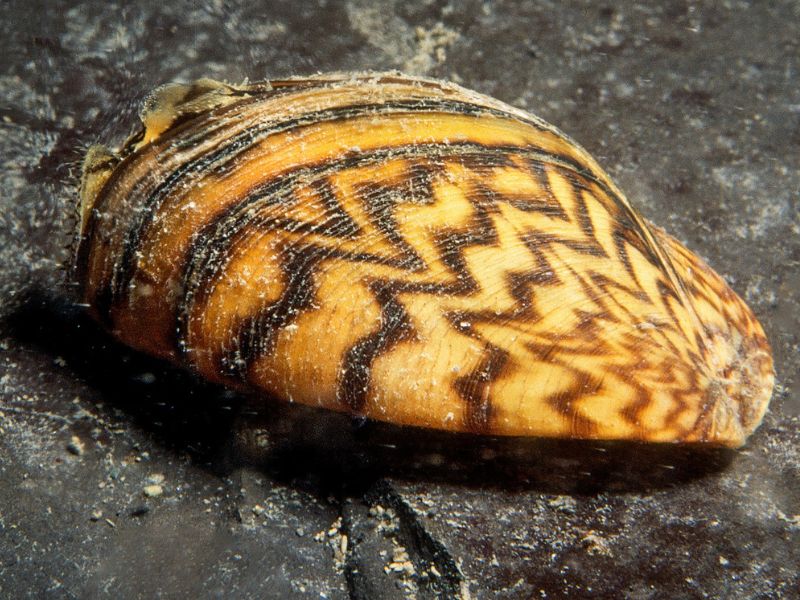 zebra midyesi