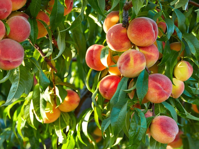 şeftali çekirdeği