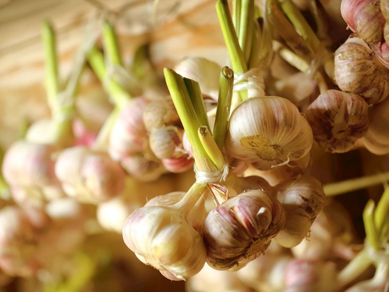 Serin ve havadar bir yerde tutun